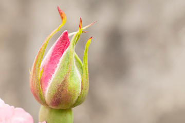 Pink rosebud on blurred background with copy space