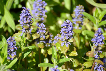 The blossoming Ajuga creeping (Ajuga reptans L.), lit with the sun