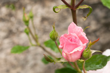 Pink rose in bloom