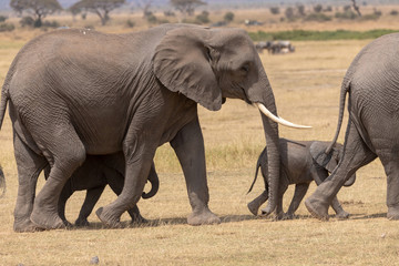 Fototapeta premium flock of elephants Kenya / fuzzy background