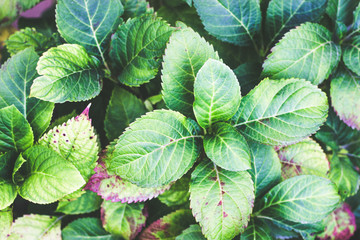 hydrangea green leaves