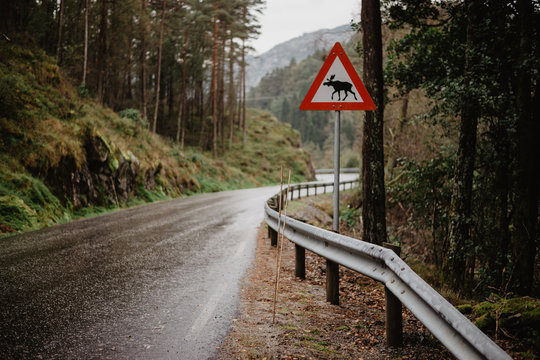 Elch Schild
