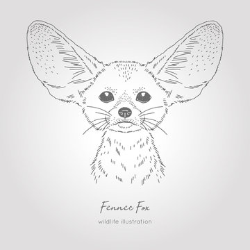 Realistic hand drawn vector sketch of fennec fox head symmetrical front view.