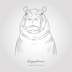 Realistic hand drawn vector sketch of hippo head front view.