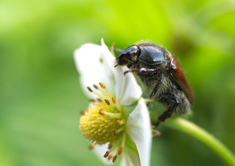 Maikäfer auf Blume