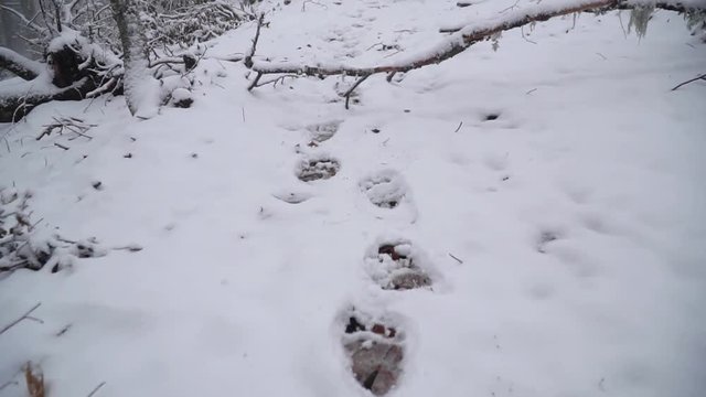 bear footprint tracking in snowy forest