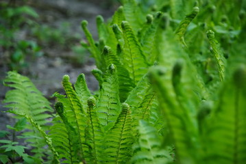 Fototapeta na wymiar green fern leaves. Closeup of green fern leaves.