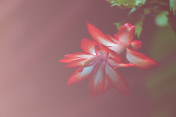 Soft color with petal of red flower blur style for background.