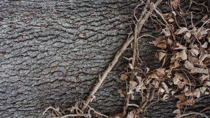 tree texture