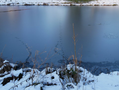 Trace d'animal sur lac gelé © hellixir