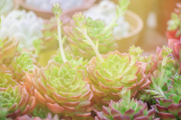 Blurred succulent plant on  pot.