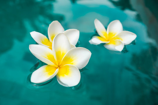 fleur dans la piscine