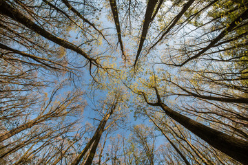 Looking up in the treetops during the hot spring day. 