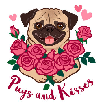Funny pug puppy dog holding a bunch of pink roses, with hearts and text "Pugs and Kisses", isolated on white. Valentine's day, love, friends, kids, pet lovers, dating, romance theme vector cartoon.