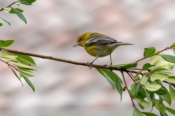 Pine Warbler 04
