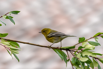 Pine Warbler 03