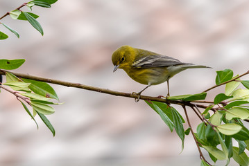 Pine Warbler 02