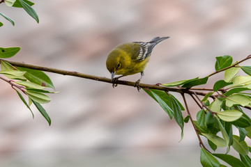 Fototapeta premium Pine Warbler 01