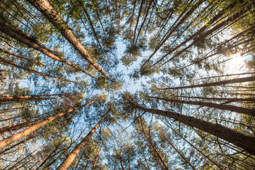 Looking up in the treetops during the hot spring day. 