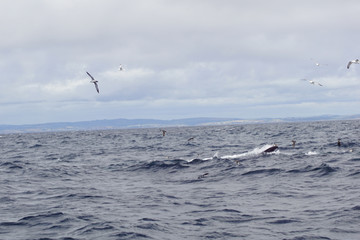 Whale tour in the south of Ireland at the Celtic Sea  Atlantic Ocean