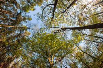 Looking up in the treetops during the hot spring day. 