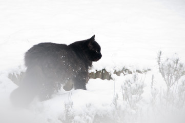 chat noir sur la neige