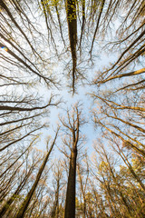 Fototapeta premium Looking up in the treetops during the hot spring day. 