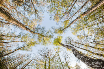 Looking up in the treetops during the hot spring day. 