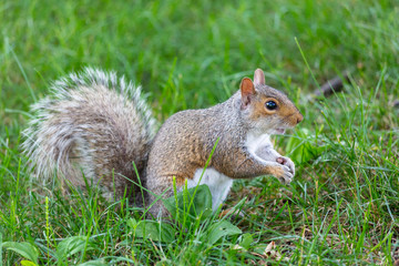 A cute squirrel