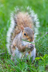 A cute squirrel