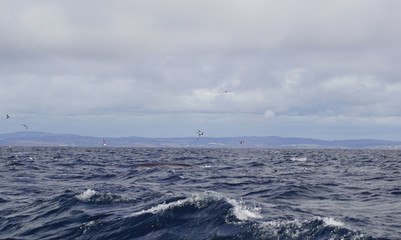 Whale tour in the south of Ireland at the Celtic Sea  Atlantic Ocean