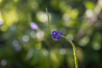 small jungle flower