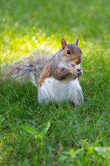 A cute squirrel