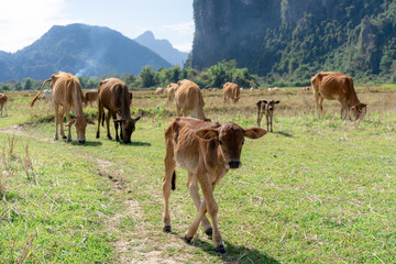 Obraz premium Enjoying the countryside of vang vieng in laos. Very peacefull surrounding outside the busy city. Relaxing with the cows
