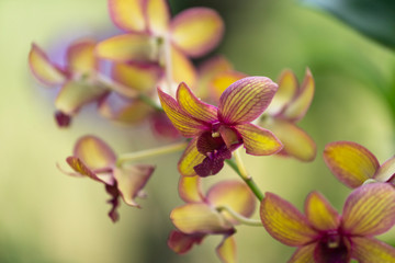 Fototapeta na wymiar yellow winered orchid on green background