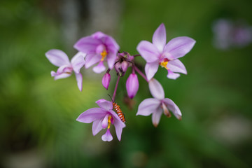 purple flowers in the garden with beetle