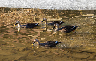 Spot-Billed Ducks are swimming in frozen brook.