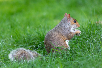 A cute squirrel