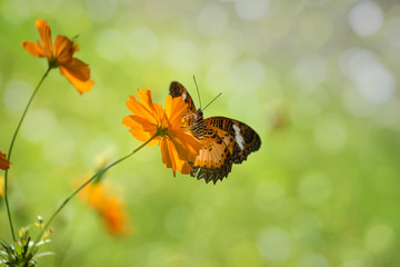butterfly on a flower with bokeh background