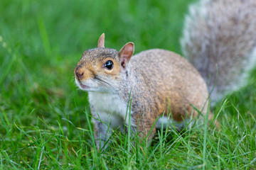 A cute squirrel