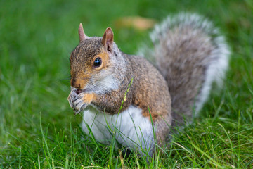 A cute squirrel