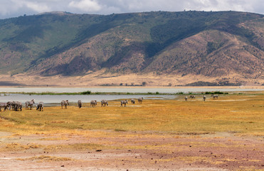 Obraz premium Ngorongoro Crater Safari 