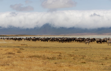 Fototapeta na wymiar Ngorongoro Crater Safari /Tanzania