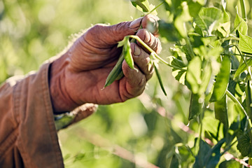  farmers weathered hand holding sugar snap pea vine