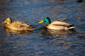 A couple of mallard ducks are swimming in a shallow brook.