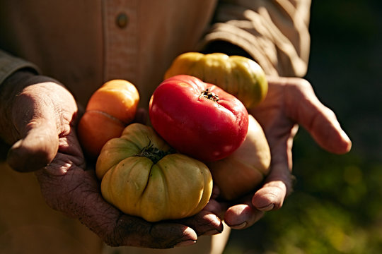 Closeup Of Farmers Weathered Hands Holding Beautiful Heirloom Tomatoes