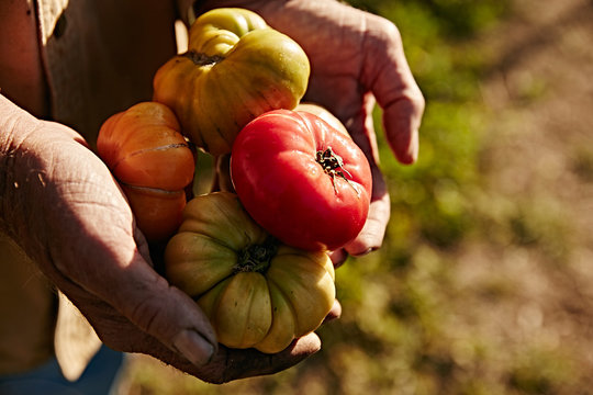 farmers weathered hands holding ripe heirloom tomatoes - Powered by Adobe