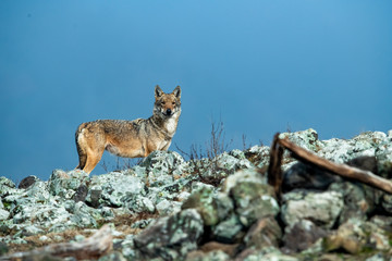 Eurasian grey wolf, Canis lupus walking on rocks in autumn mountain 