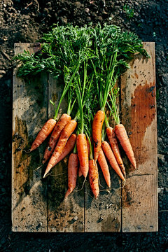 bunch of baby carrots on wooden board with dirt