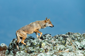 Eurasian grey wolf, Canis lupus walking on rocks in autumn mountain 